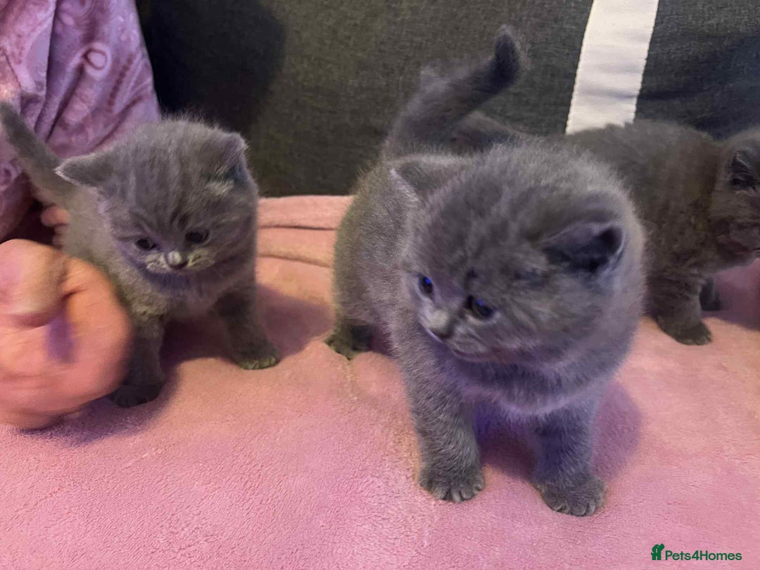 British Shorthair cats for sale: 3 Adorable BRITISH SHORTHAIR!!!!  - Advert 12