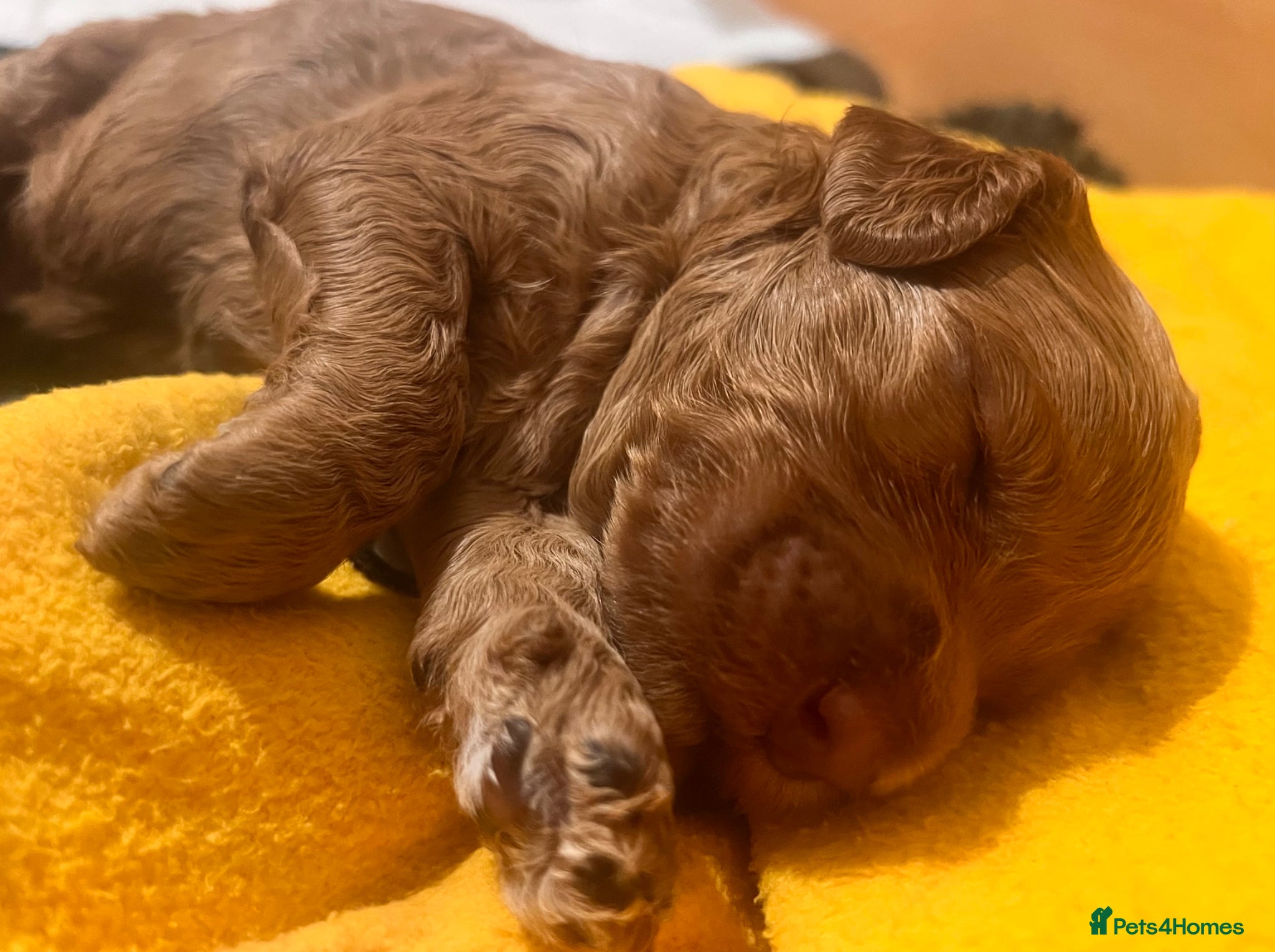 Australian Labradoodle dogs Tiny Tails,Big♥️Australian labradoodle - Advert 2