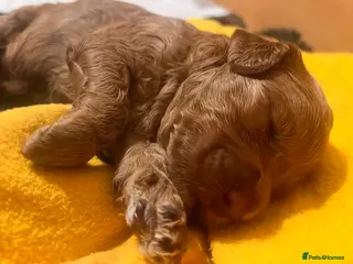 Australian Labradoodle dogs Tiny Tails,Big♥️Australian labradoodle - Advert 2
