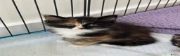Mixed Breed cats for sale: Beautiful Kittens Looking for Their Forever Home - Advert 20