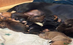 Dachshund dogs for sale: Sausage dog puppies for sale! - Image 3