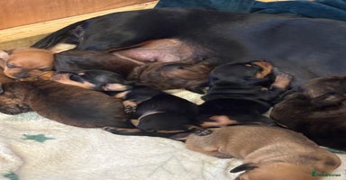 Dachshund dogs - Advert 16