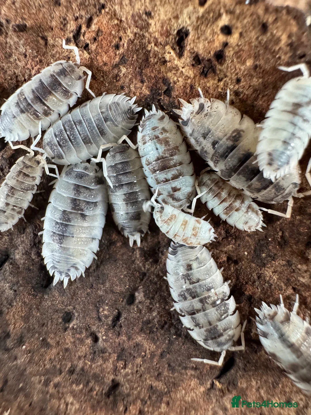 Isopods invertebrates for sale: Dairy cow isopods  in Hull - Advert 2