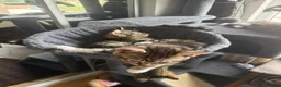 Mixed Breed cats for sale: playful kittens - Advert 8