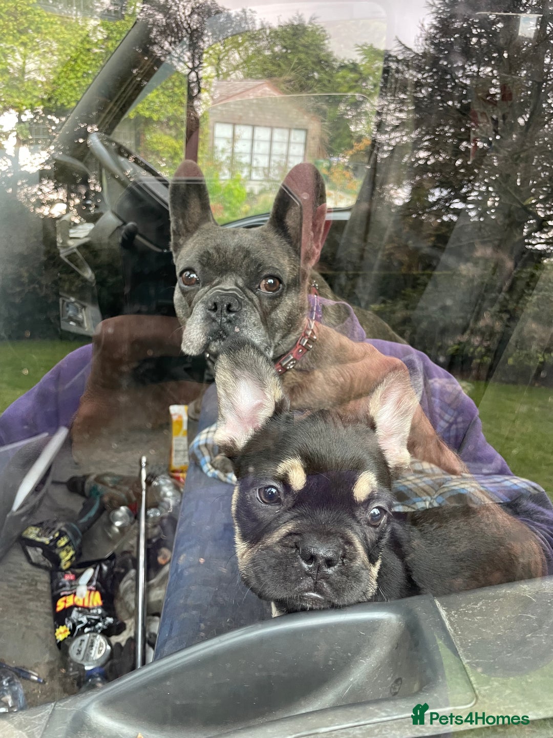 French Bulldog dogs for stud: Chocolate Tan french bulldog Burtie in Sevenoaks - Image 18