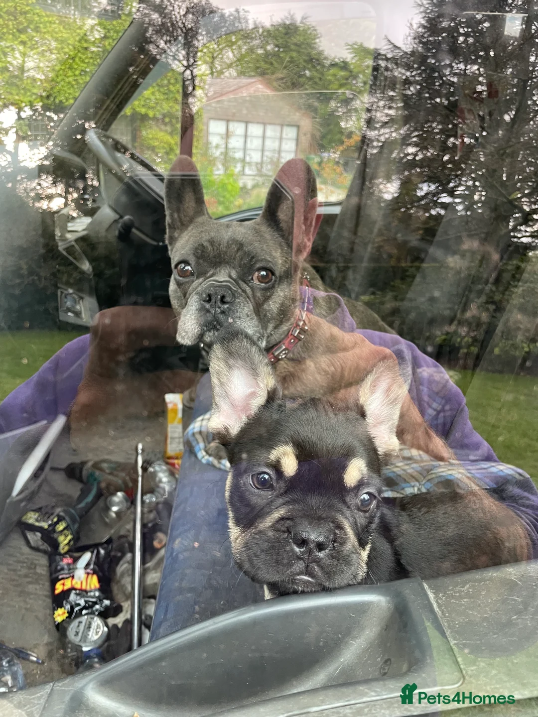 French Bulldog dogs for stud: Chocolate Tan french bulldog Burtie in Sevenoaks - Advert 18