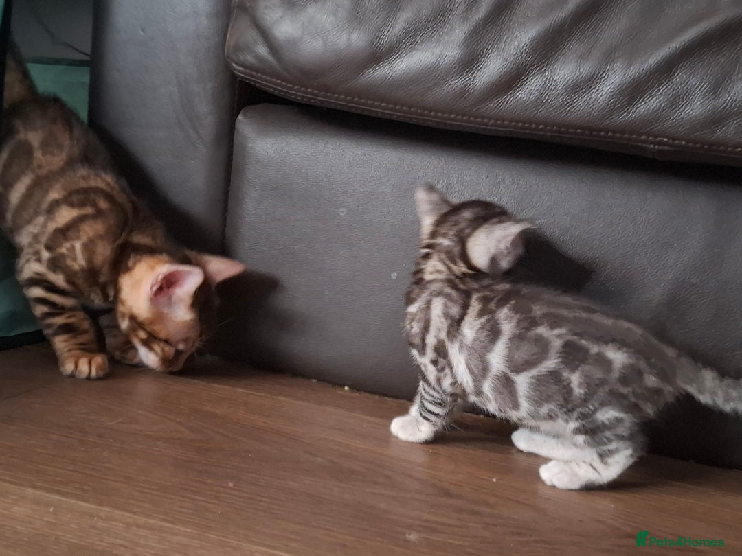 Bengal cats for sale: STUNNING PEDIGREE BENGAL KITTENS  - Image 21