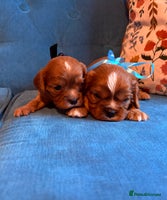 Cavalier King Charles Spaniel dogs - Advert 15