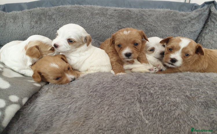 Maltipoo dogs - Advert 11