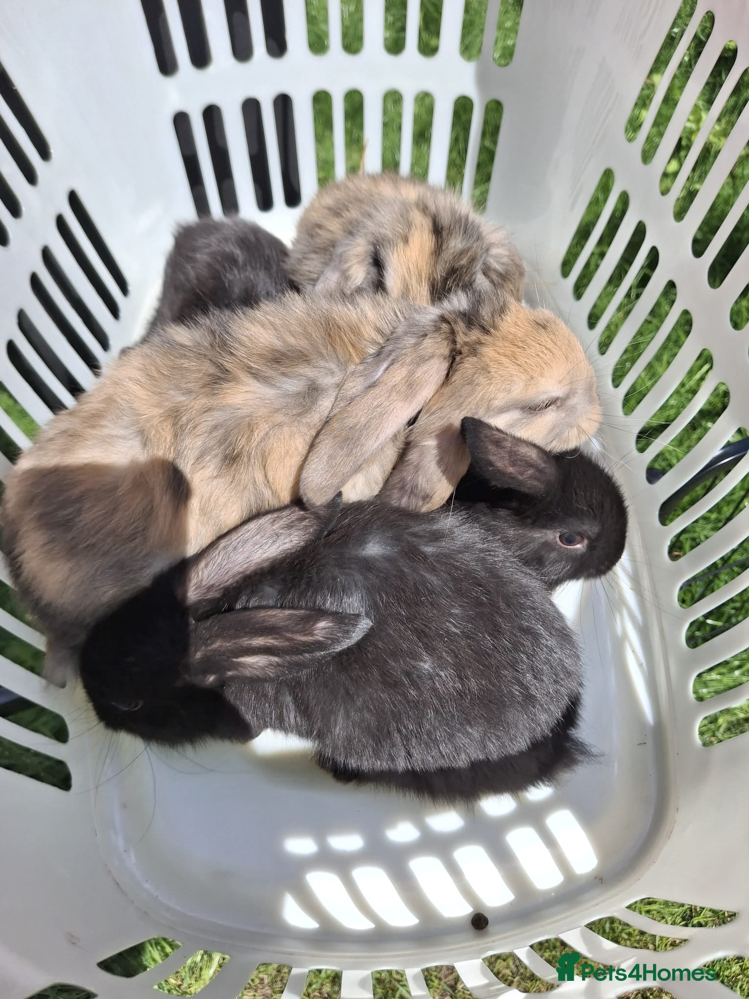 Mini Lop rabbits Beautiful mini lop bunnies - Advert 2