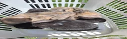 Mini Lop rabbits for sale: Beautiful mini lop bunnies - Advert 2
