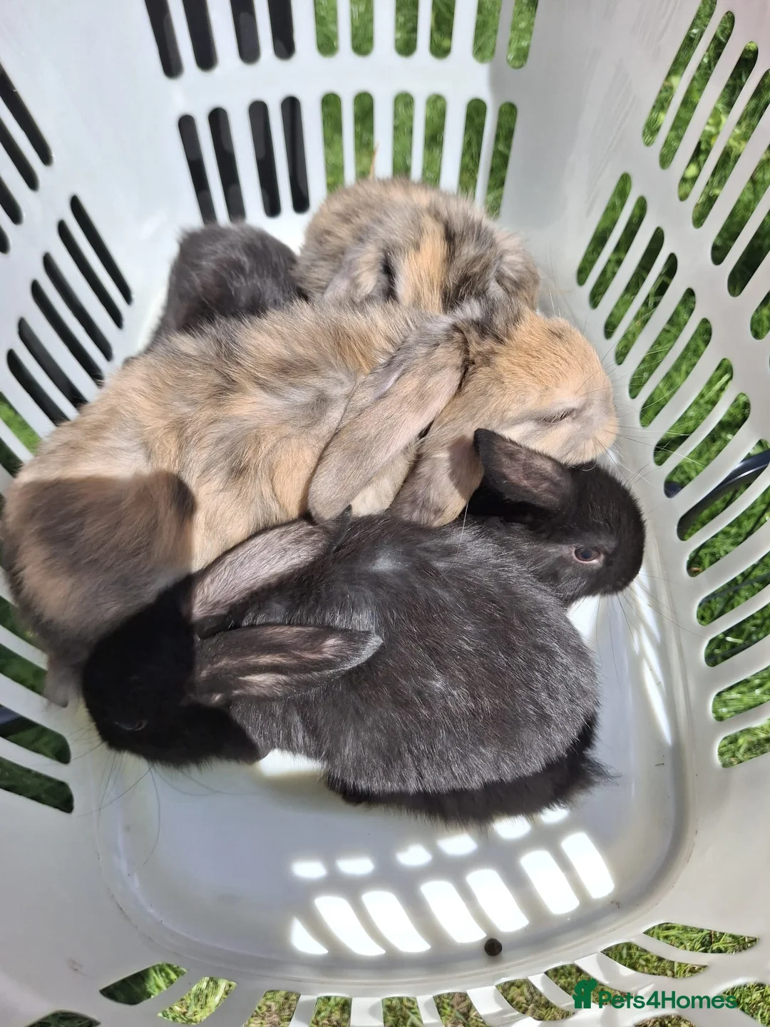 Mini Lop rabbits for sale: Beautiful mini lop bunnies - Advert 2