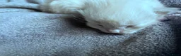 Mixed Breed cats for sale: 5 Beauitiful Ragdoll/Bengal kittens  - Advert 9