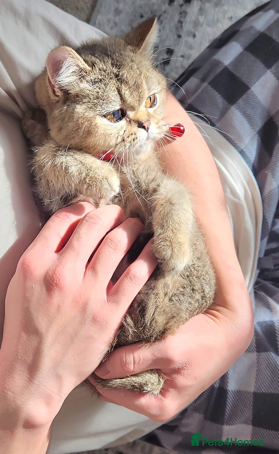 British Shorthair cats for sale: Gorgeous British Shorthair Kittens - Advert 23