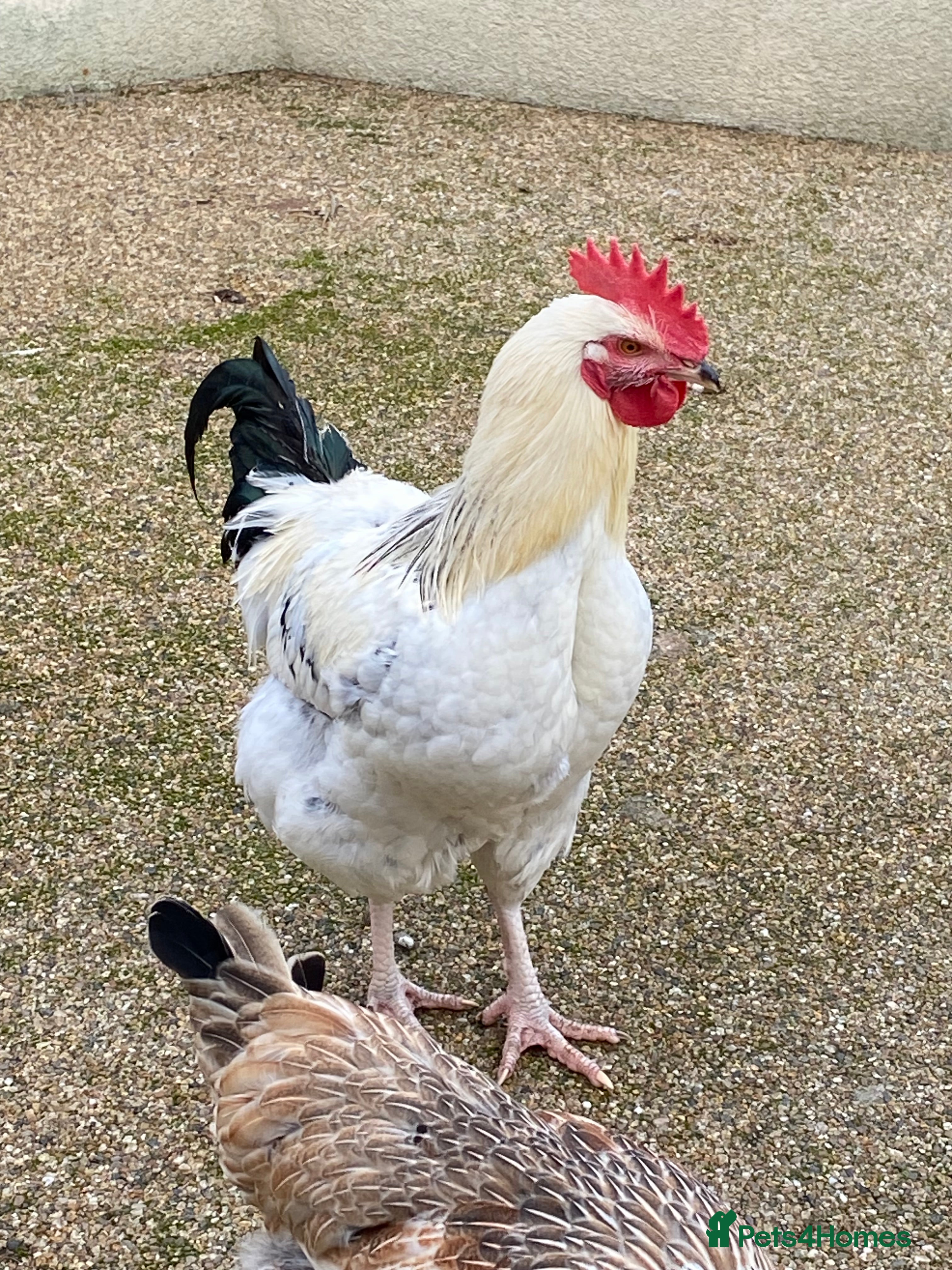 Mixed Breed poultry 3 x Beautiful Cockerels FREE - Advert 1