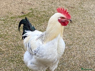 Mixed Breed poultry 3 x Beautiful Cockerels FREE - Advert 1