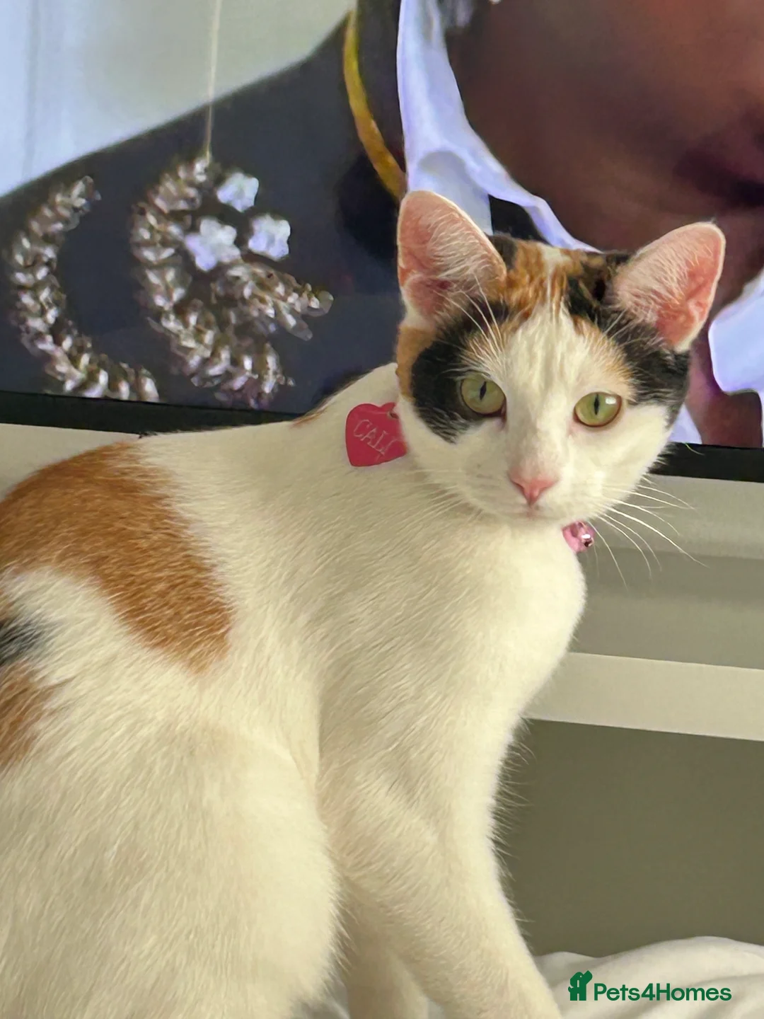 Mixed Breed cats for sale: 4 gorgeous kittens  - Advert 1