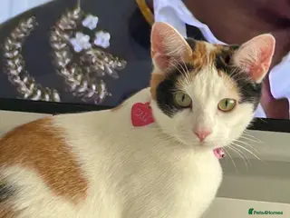 Mixed Breed cats 4 gorgeous kittens - Advert 1