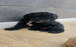 Cockapoo dogs for sale: ** BEAUTIFUL LITTER OF COCKAPOOS ** - Image 22
