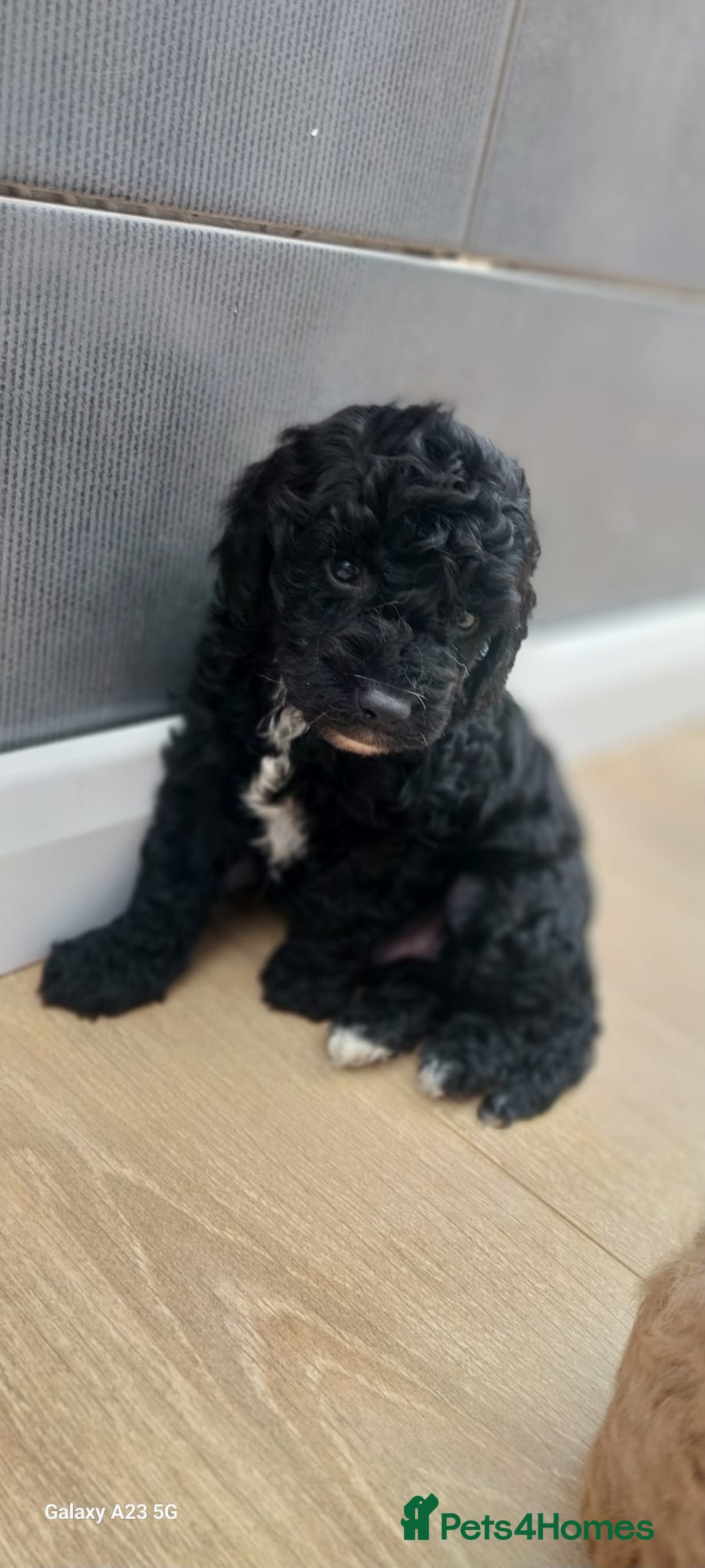 Cockapoo dogs for sale: ** BEAUTIFUL LITTER OF COCKAPOOS ** - Image 22