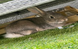 Mixed Breed rabbits for sale: 2 female rabbits  - Image 3