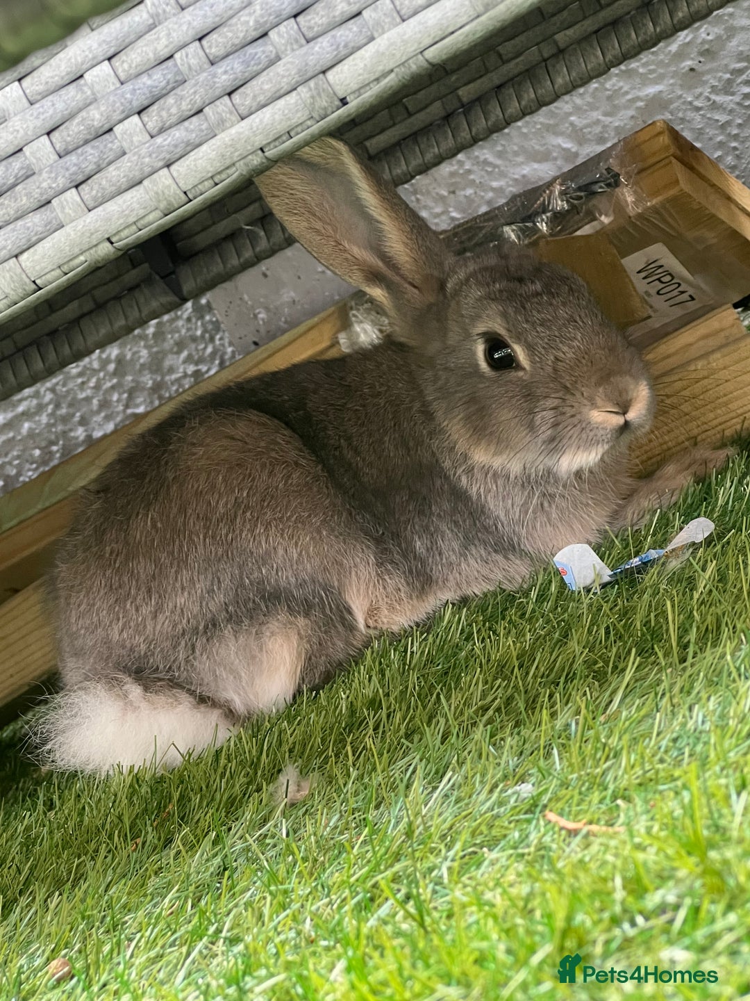 Mixed Breed rabbits for sale: 2 female rabbits  - Image 3