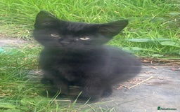 Mixed Breed cats for sale: Farm Kittens - Image 5