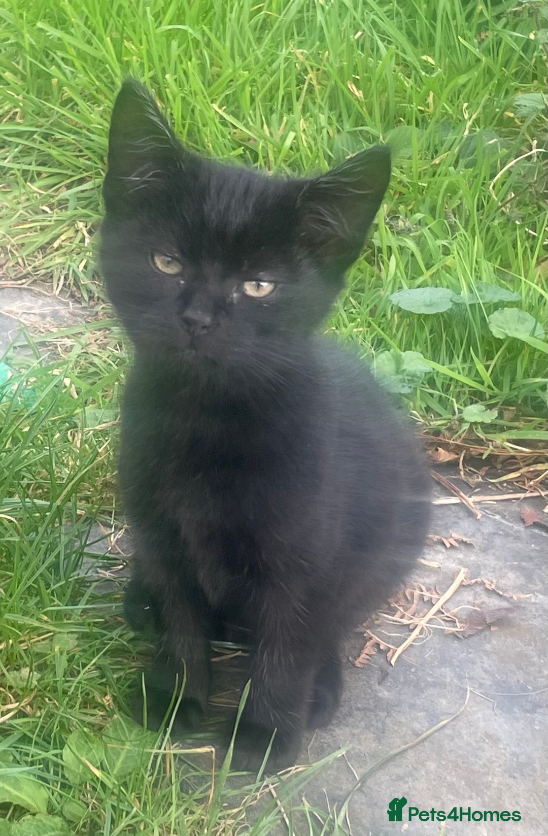 Mixed Breed cats for sale: Farm Kittens - Image 5