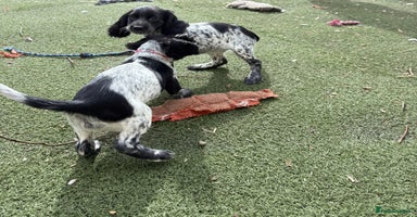 Sprocker dogs - Advert 7
