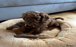Miniature Poodle dogs for sale: 5 generation pedigree beautiful red mini poodles - Image 10