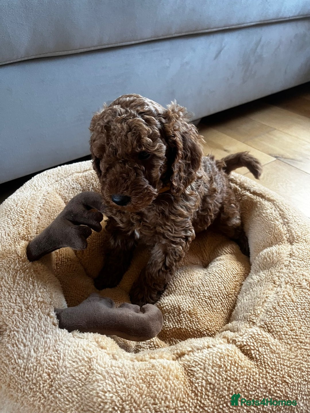 Miniature Poodle dogs for sale: 5 generation pedigree beautiful red mini poodles - Image 10
