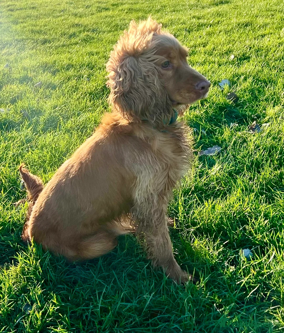 Cocker Spaniel dogs for stud: Health tested golden show cocker spaniel stud - Advert 2