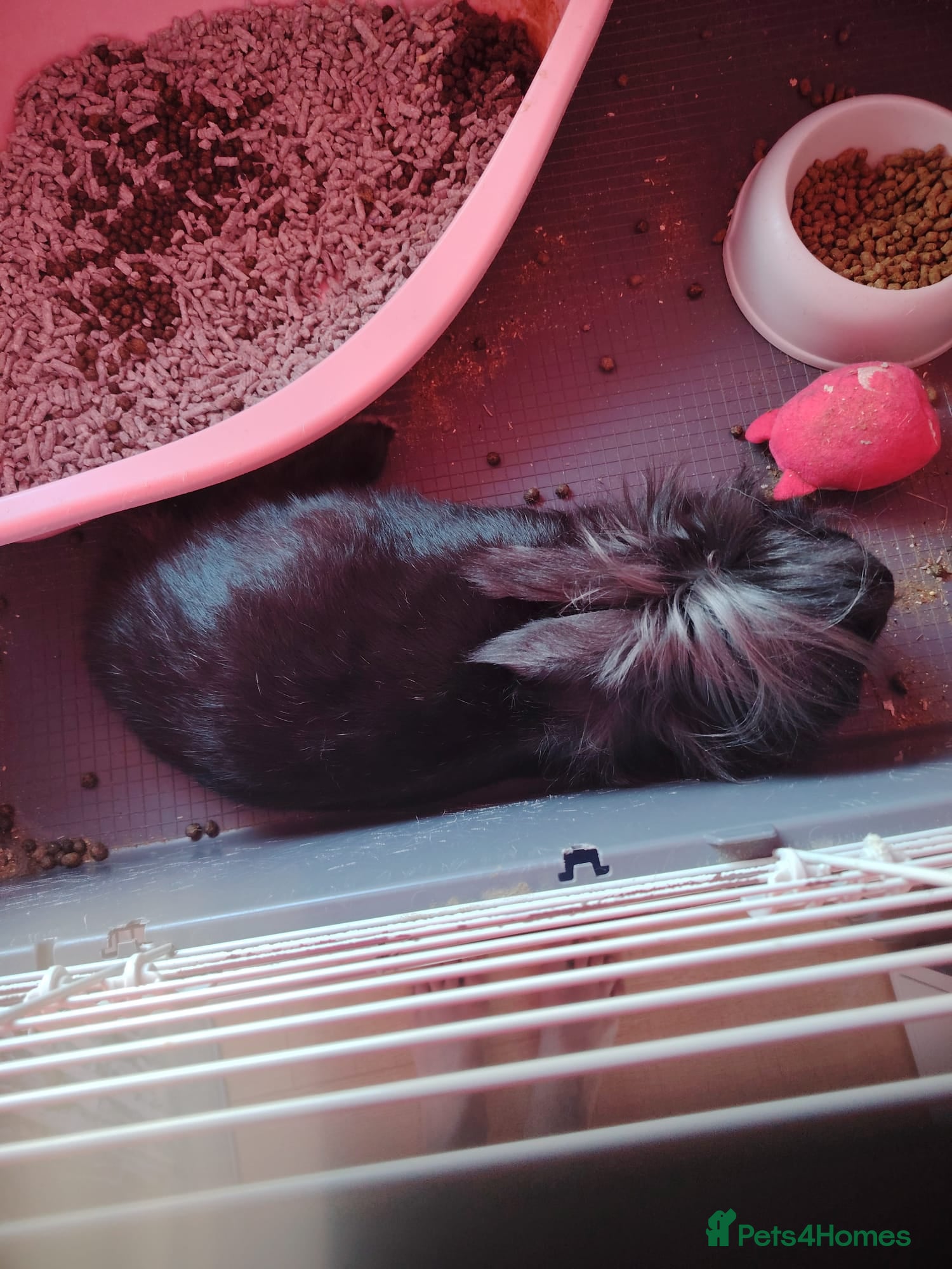 Mini Lop rabbits 2 year old decorative rabbit looking for new home - Advert 9