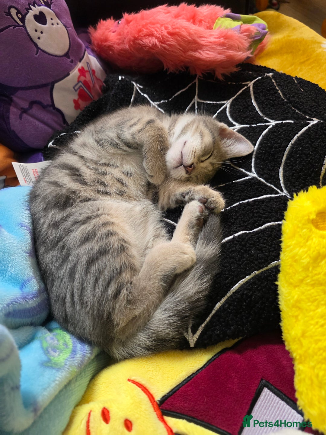 Domestic Shorthair cats for sale: Male Kitten looking for a new home - Image 6