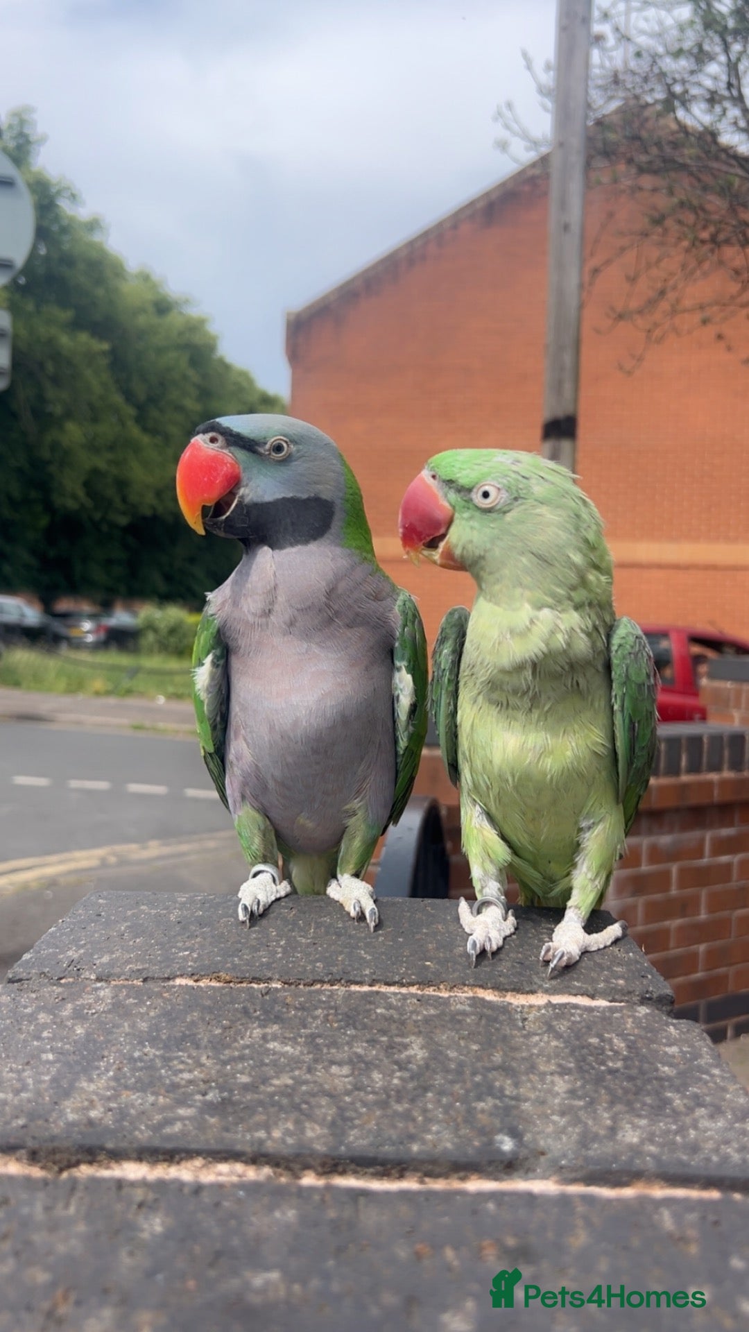 Parrots birds Derbyan and alexandrine parrot - Advert 4