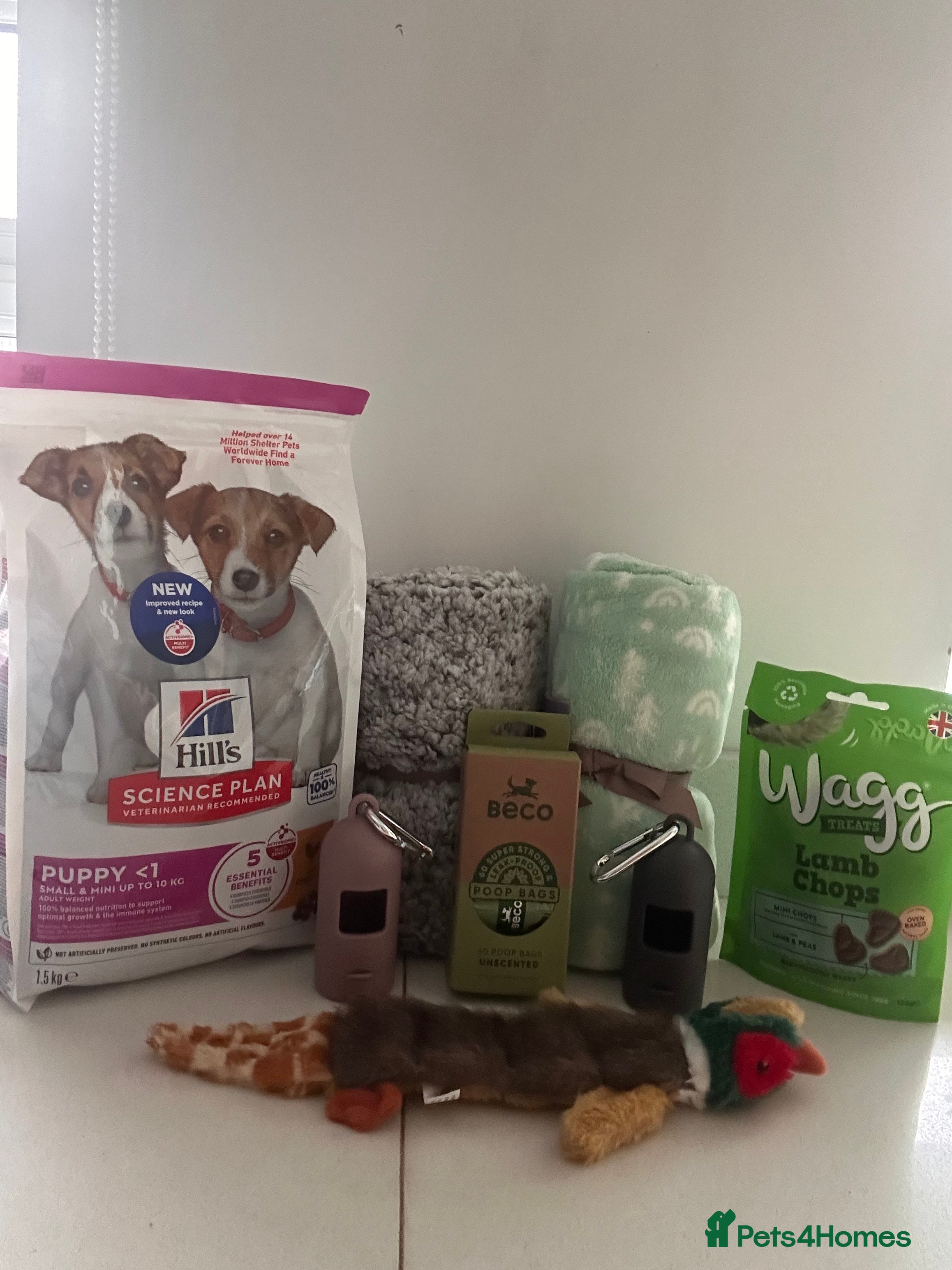 German Shorthaired Pointer dogs GSP KC REGISTERED PUPPIES - Advert 2