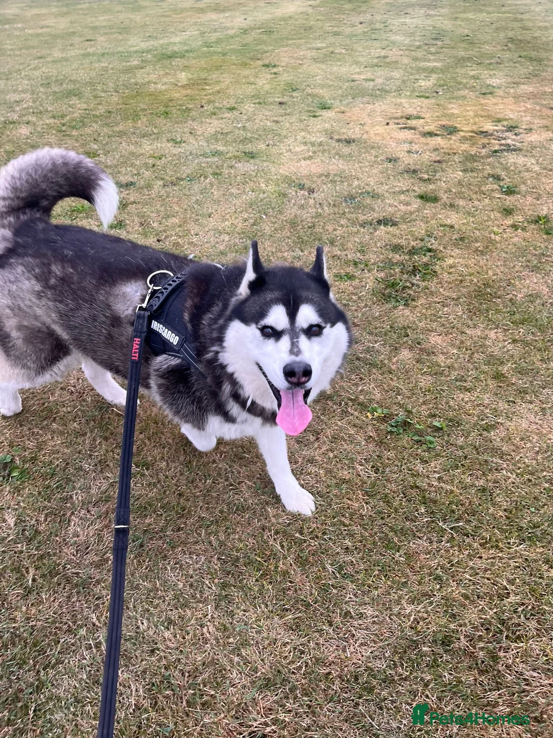 Siberian Husky dogs for sale: Siberian husky female  - Advert 2