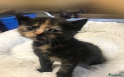 British Shorthair cats for sale: British shorthair kittens  - Image 13