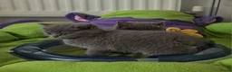 British Shorthair cats for sale: GCCF reg. Full vaccination BritishShorthair kitten - Advert 4