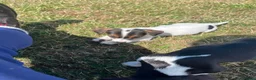 Jack Russell dogs for sale: Gorgeous Jack Russell Puppies  - Advert 21