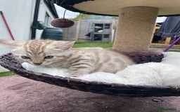 Bengal cats for sale: 3 Pure Bengals left  - Image 27