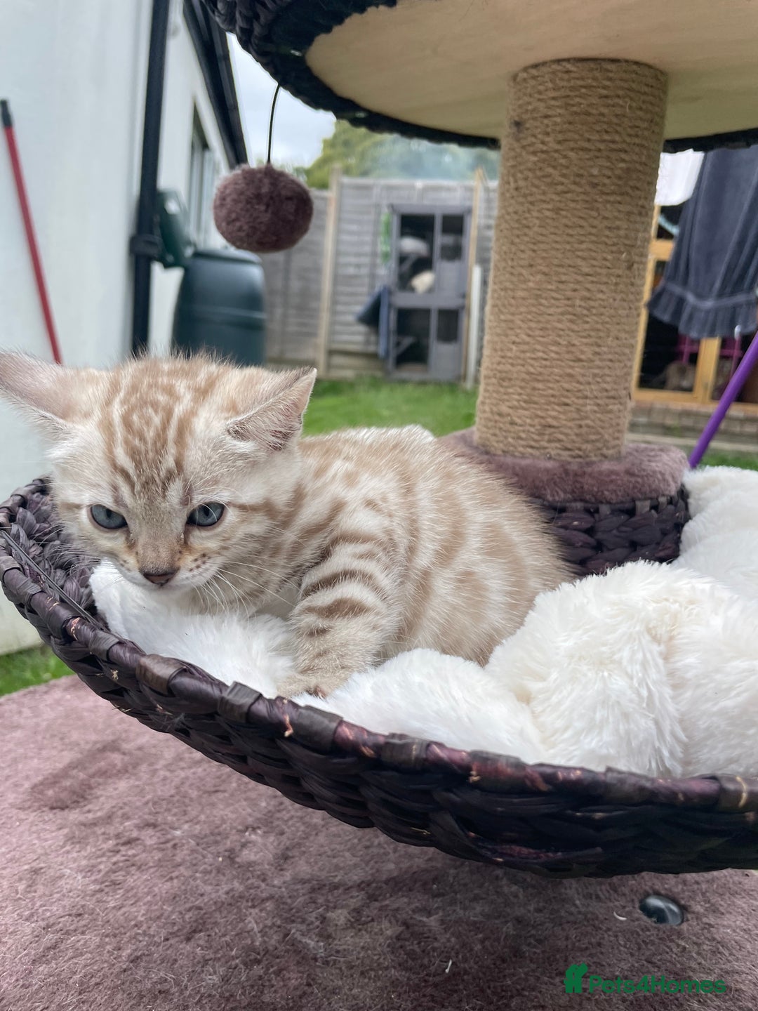 Bengal cats for sale: 3 Pure Bengals left  - Image 27