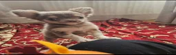 Chihuahua dogs for sale: Lilac female - Advert 3
