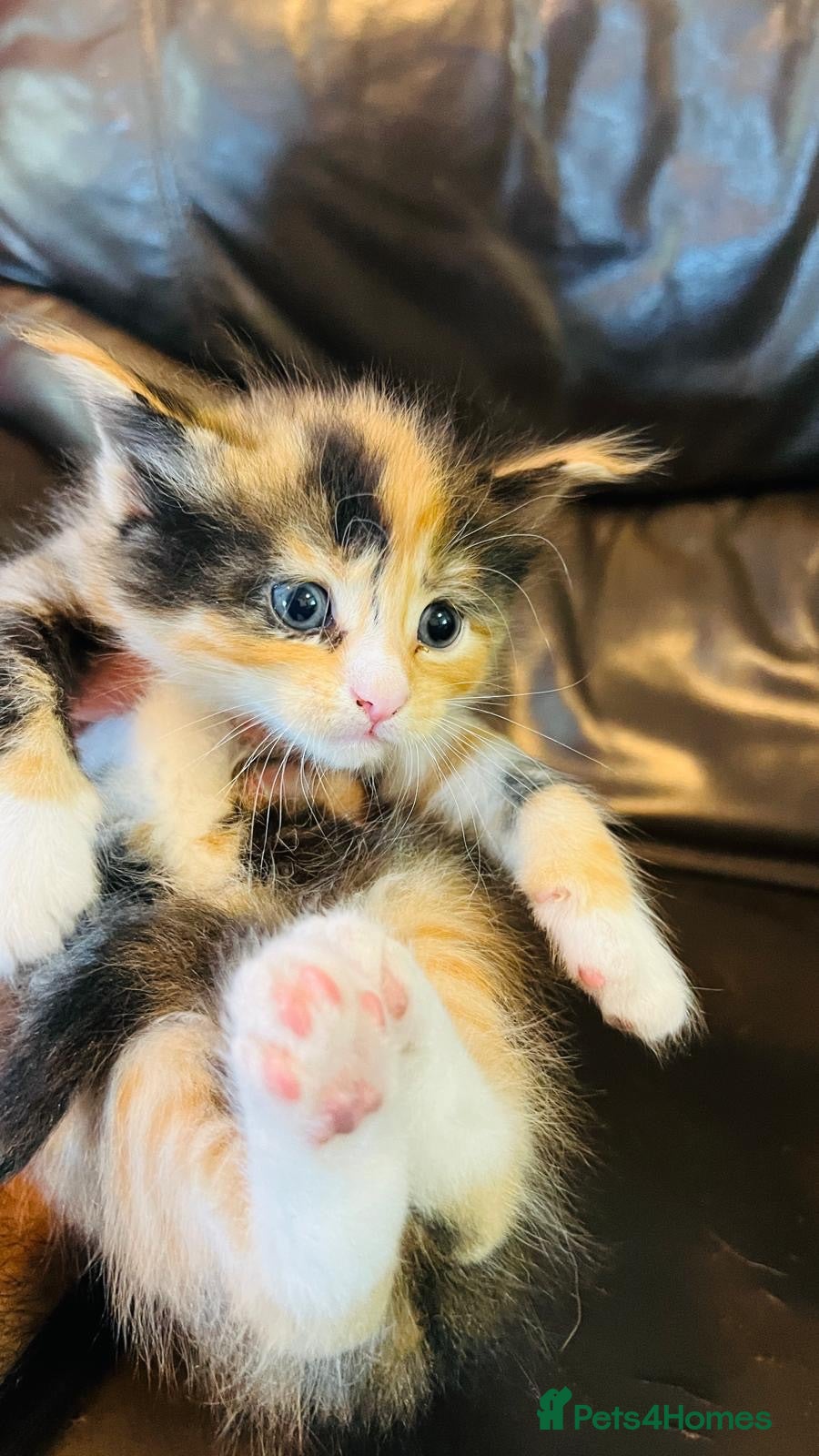 Mixed Breed cats Mainecoon cross - Advert 1