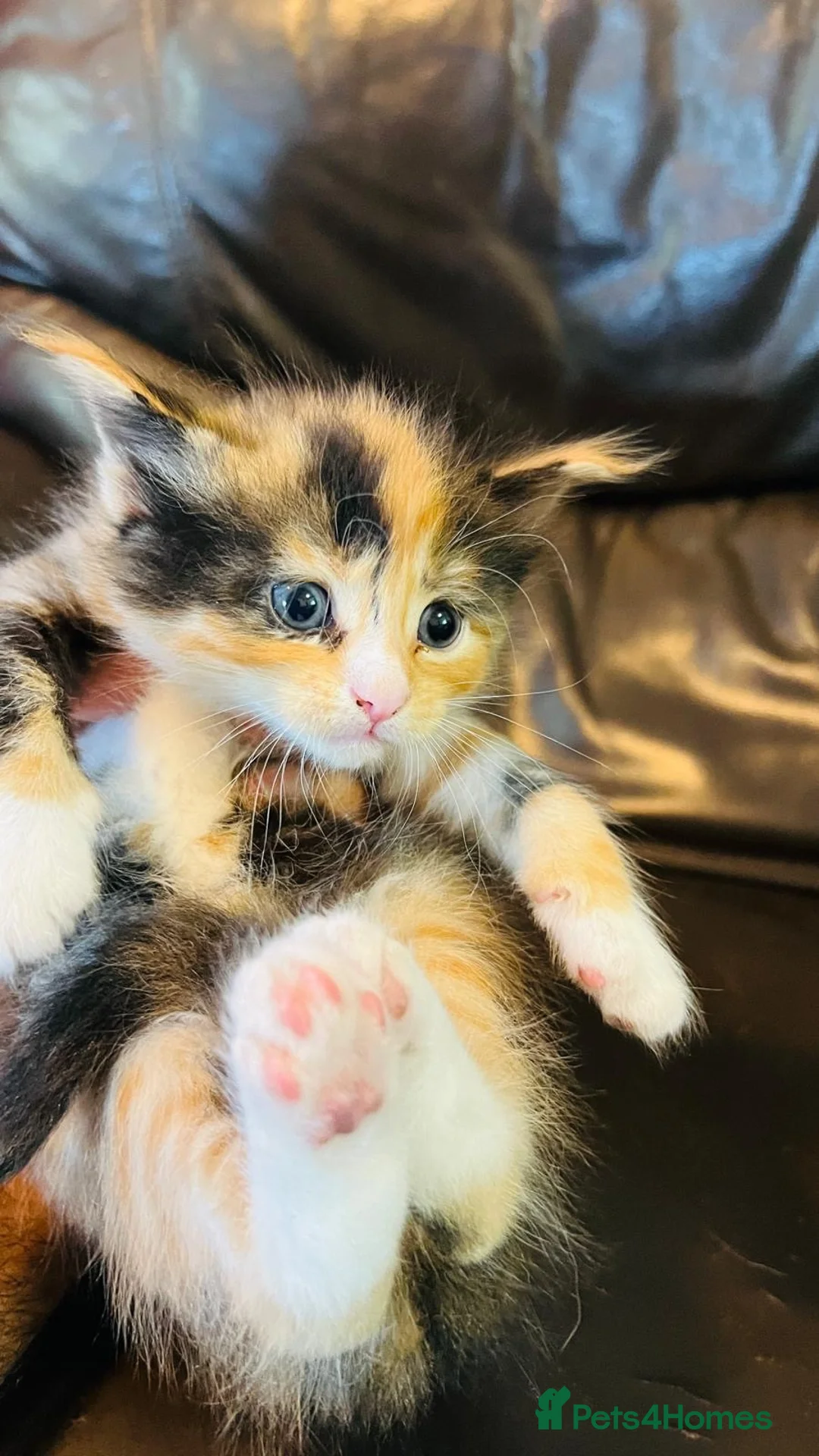 Mixed Breed cats for sale: Mainecoon cross - Advert 2