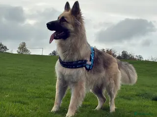 German Shepherd dogs Chase - Advert 8