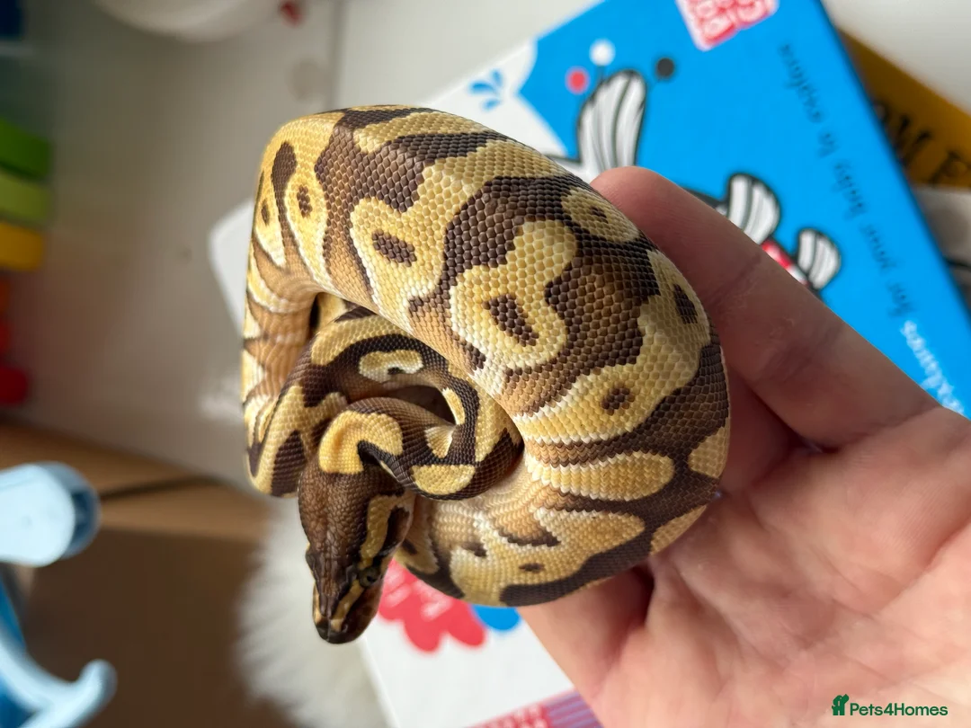 Python Snake reptiles for sale: female Mojave Enchi Het pied female  - Advert 1