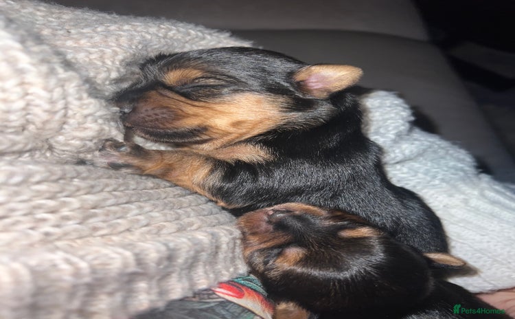 Yorkshire Terrier dogs - Advert 8