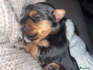 Yorkshire Terrier dogs - Advert 12