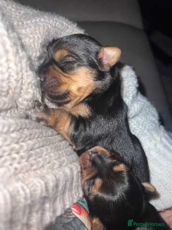 Yorkshire Terrier dogs - Advert 8